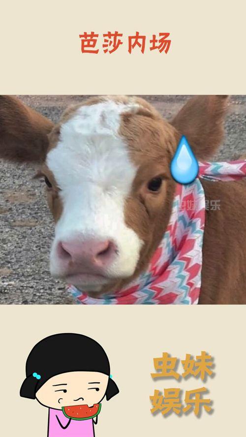 娱乐吃瓜酱自己,揭秘娱乐圈那些不为人知的幕后故事