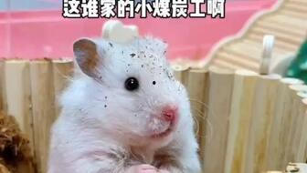 娱乐吃瓜酱鼠鼠,揭秘娱乐圈那些不为人知的幕后故事